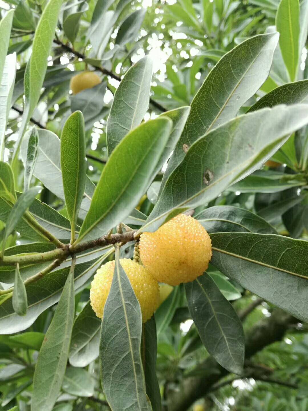 二都水晶杨梅 灌泛娥江 - 上虞论坛 0575bbs 浙东上虞网 浙东新商都