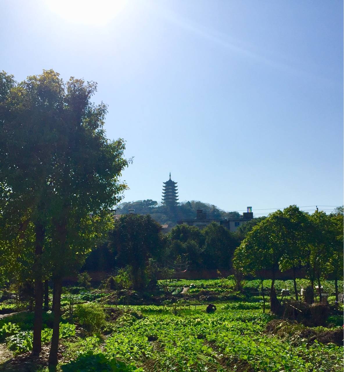 有太陽的日子真好!