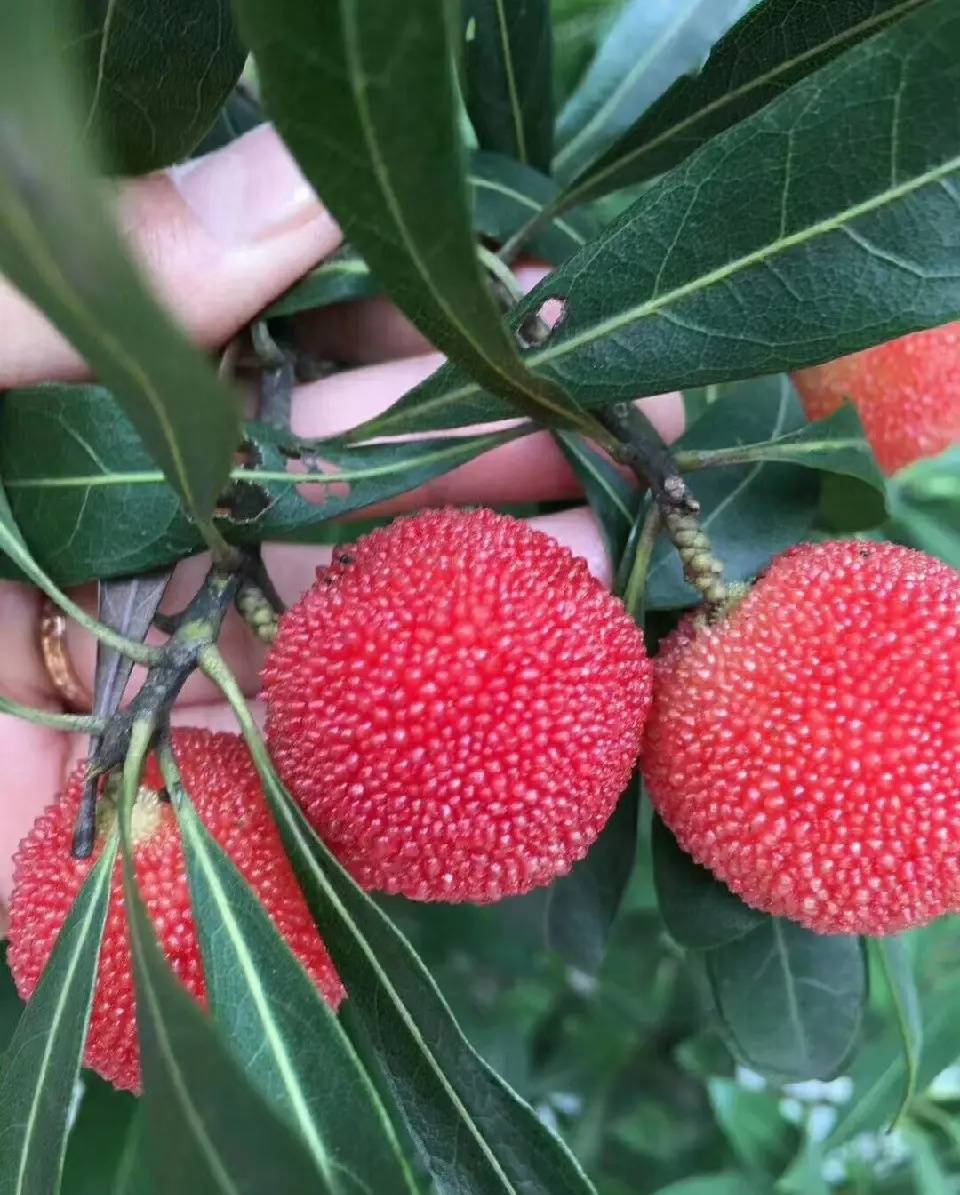 上虞二都杨梅开摘喽