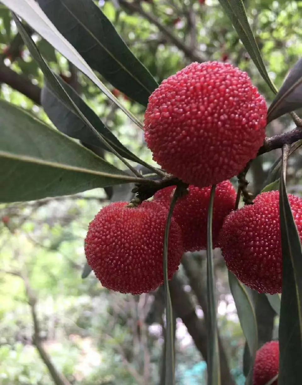 上虞二都杨梅开摘喽